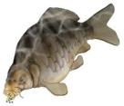 Logo showing big common carp