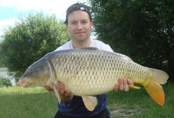 common carp. Carp location in the Summer