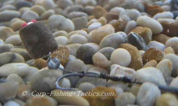 Underwater view of rubber pellet carp rig
