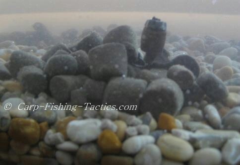 Underwater view of Carp pellet rig with PVA