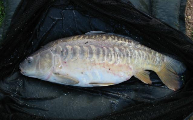 Milton carp weighing 18lbs