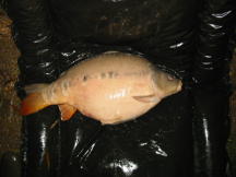 Linear 18 Pounds