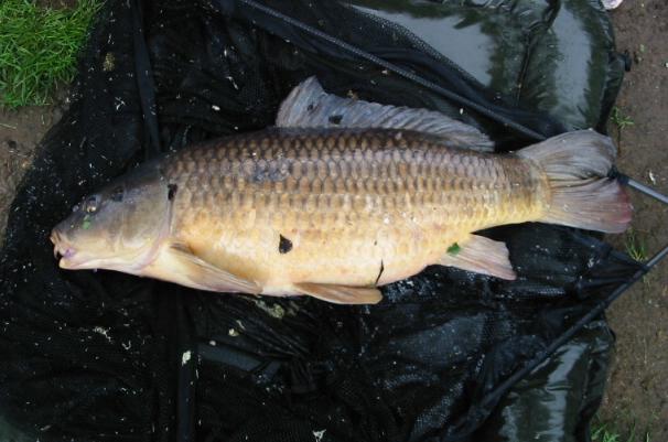 Twenty Four Pounds Milton Common Carp