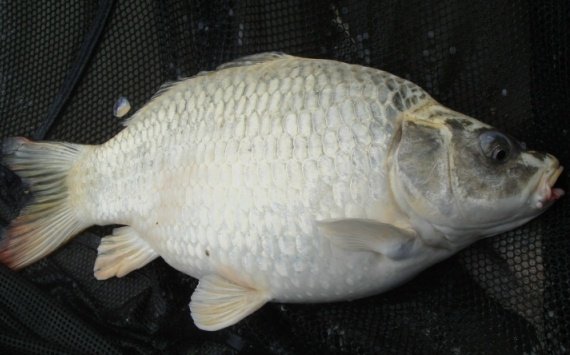 A ghost coloured carp caught from Barstons lake