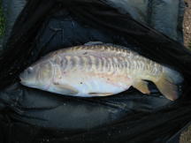 Picture Milton Pools carp 18lbs