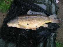 Milton carp 24 Pounds