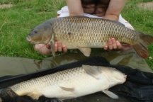 A brace of commons from Poolhall Carp fishery