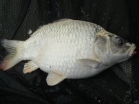 Beautiful Ghost carp caught at Barston Lakes