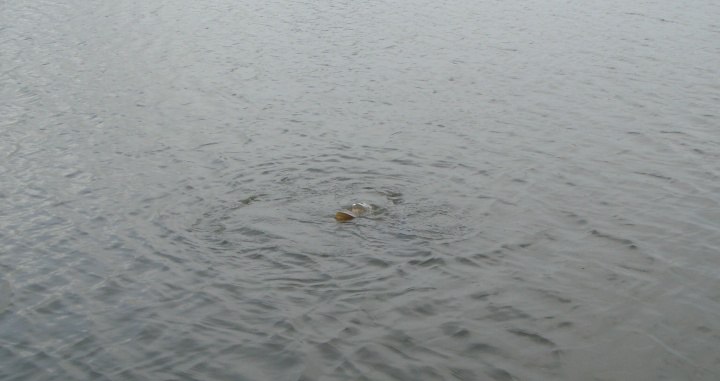 Image of spawning carp splashing surface
