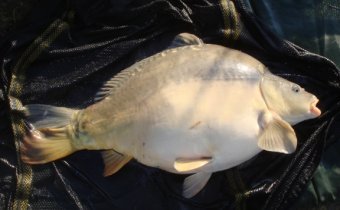 Picture of Fat carp after eating huge boilies