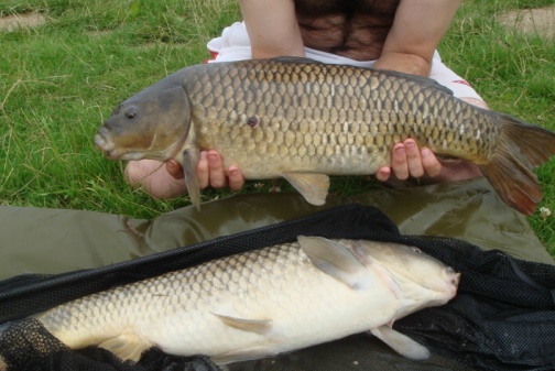 How to catch lots carp in single fishing session