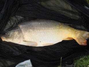 Picture shows carp eating PVA Baits