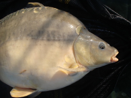 Picture shows digestive habits of a carp