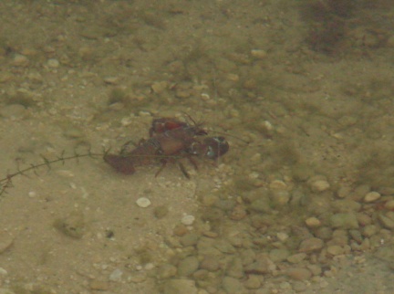 Crayfish problems when fishing for carp