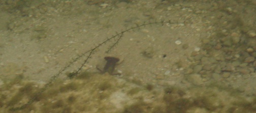 Photo crayfish hiding rocks