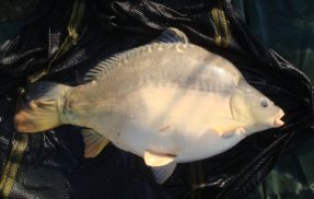 Image single hooked carp capture