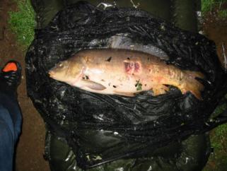 Image of Rain Caught Carp