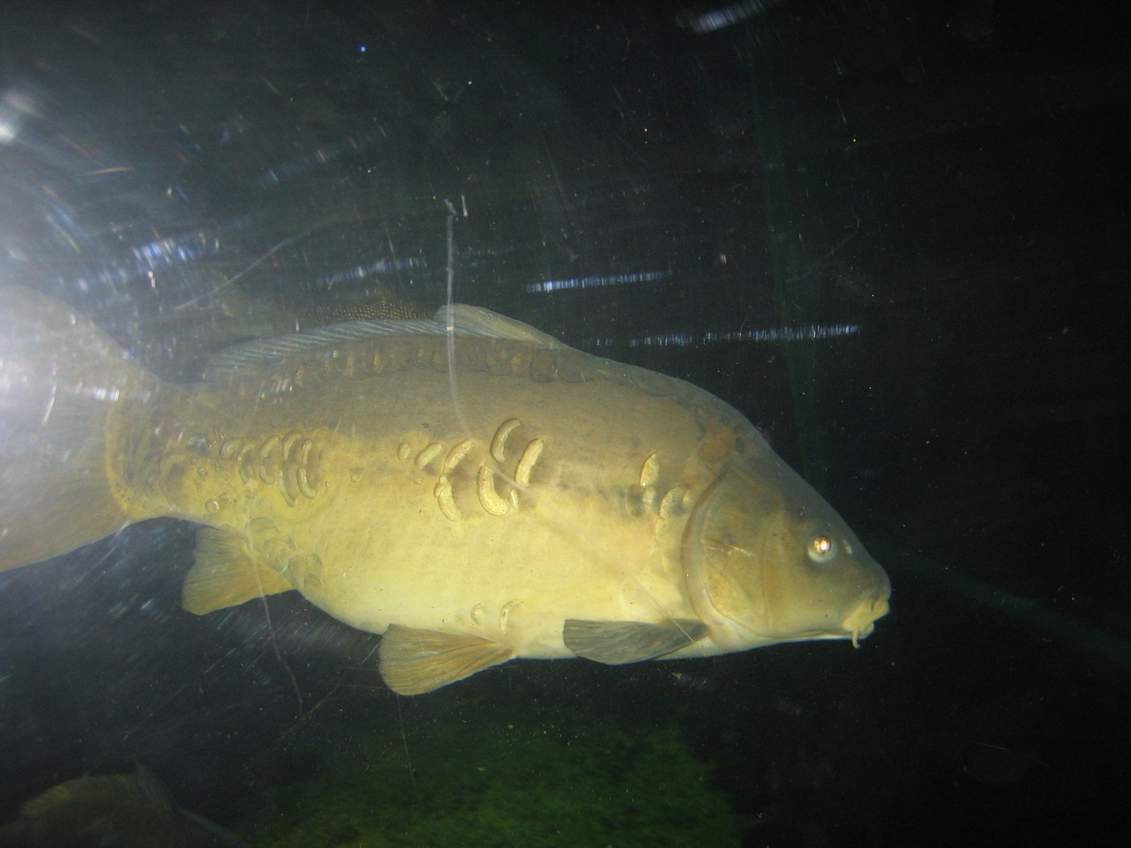 Photo shows a Carp Swimming Midwater Depth