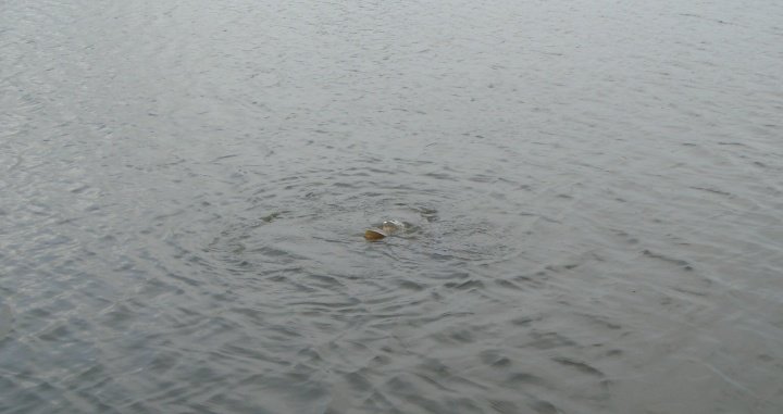 Image of spawning carp splashing surface