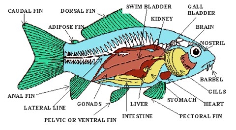 Photo Showing Anatomy of a Carp