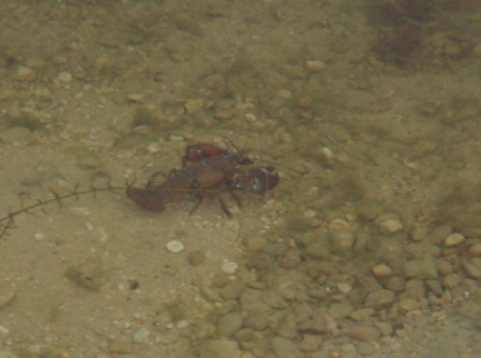 Photo Crayfish Problems carp fishing