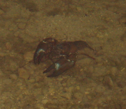 Image Crayfish Problems Fishing Break