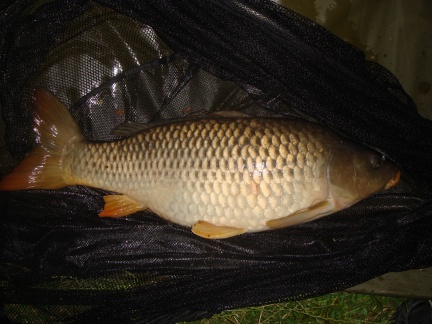 Image of carp caught Method