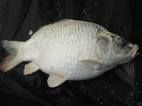 Image shows a Ghost carp Barston Lakes