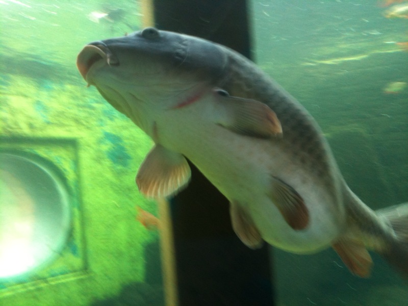 Another picture of midwater carp looking for food