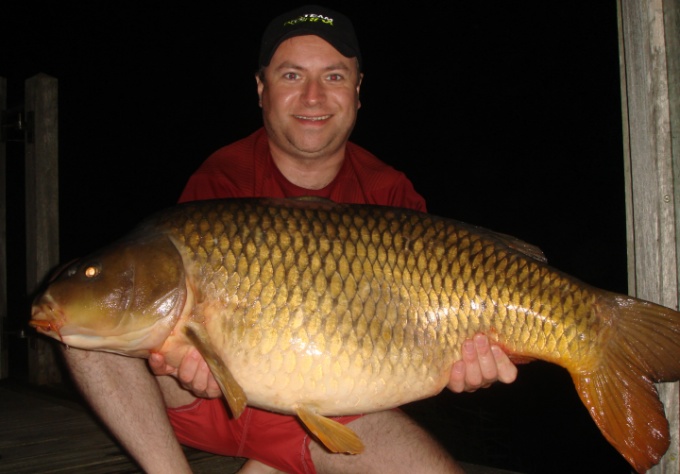 A photo of a Big Common Carp